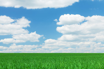 Fototapeta premium Green grass field and blue sky