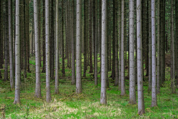 Grown spruce trees forest grey trunks