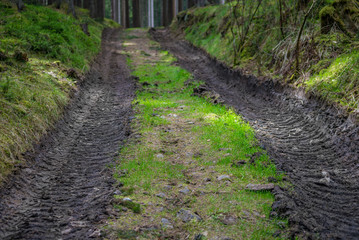 Forest forestry road mud way in green trees