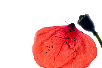 Mohnblüte - Blütenblatt, Stempel/Kapsel, Staubblätter