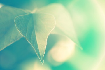 Obraz premium Leaf on blurred background with cool tone color effect.