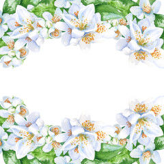 Obraz na płótnie Canvas Frame with jasmine flowers. isolated. watercolor illustration.