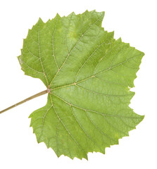 Green grape leaf. isolated on white background