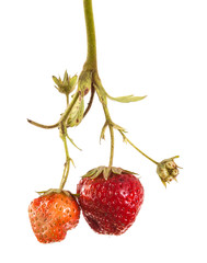 bunch of strawberries on the germ. On a white background