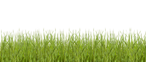 Fototapeta premium bundle of green grass isolated on white background