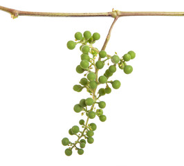 young grapes on the vine. isolated on white background