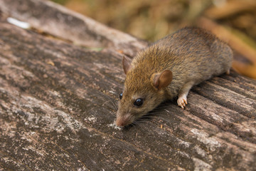 Wild mouse in the forest