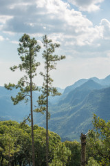 Couple of tall pine trees on high mountain