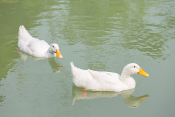 Couple of white ducks