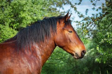 Obraz na płótnie Canvas Portrait of a bay horse. 