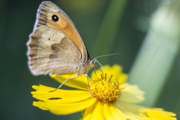 Butterfly on a flowers