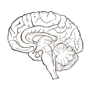 Structure of the human brain hemispheres