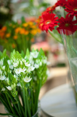 White and red flowers