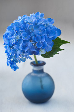 Beautiful  hydrangea flowers in a blue vase on a table.