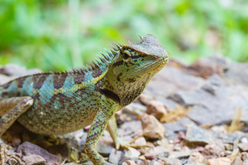 Close up Green crested lizard