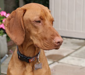 A young hungarian vizsla dog
