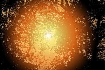 Sun shines through trees. Tree silhuoetted with sunlight
