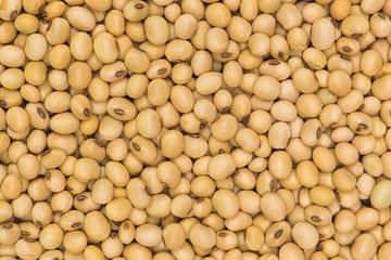 Soybean background, Soya Seed background and textured