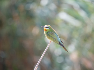 Blue Cheecked Bee Eater Bird