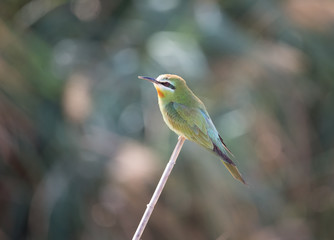 Blue Cheecked Bee Eater Bird