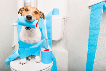 dog on toilet seat