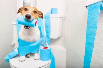 Papier Peint photo Lavable Chien fou chien sur le siège des toilettes