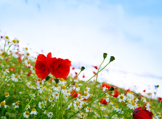 Red poppies against the blue sky.