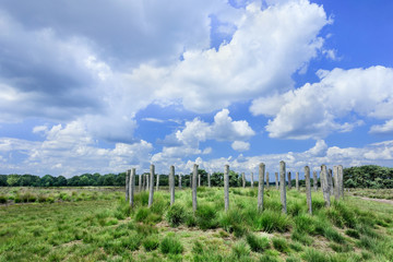 Fototapeta premium Heathland with ancient burial mounds and dramatic cloudscapes, The Netherlands