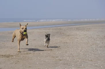 Fototapeten Hunde, Pitbull und Chihuahua laufen mit einem Ball am Strand © monicaclick