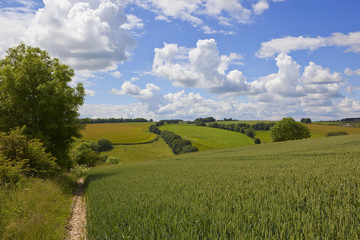 yorkshire wolds summer landscape