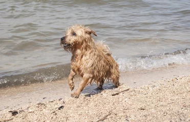 Foto auf Acrylglas Natte blije hond speelt en zwemt aan zee © monicaclick