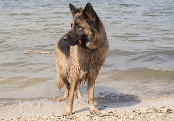 Duitse herder speelt met stok op het strand