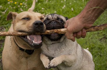 Vrolijke blije honden, Amerikaanse staffordshire terrier en mopshond, spelen samen met een stok in het park - obrazy, fototapety, plakaty