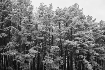 The tops of the pine trees covered with snow - 114456129