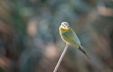 Fototapeta premium Blue Cheecked Bee Eater Bird