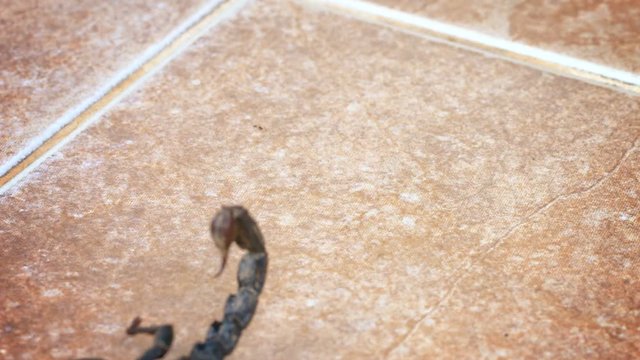 FullHD video - Giant, black and brown forest scorpion, with his enormous pincers and scary stinger, crawling across a red, ceramic tile floor.