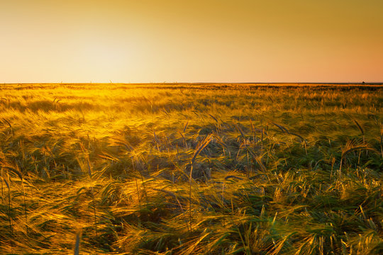 Evening Yellow Wheat Field On The Sunset Orange Sky Background. Idea Of A Rich Harvest