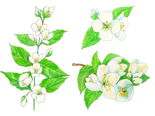set of jasmine, white flowers and green leaves with black outline, watercolor painting, hand-drawing sketch, illustration on white background