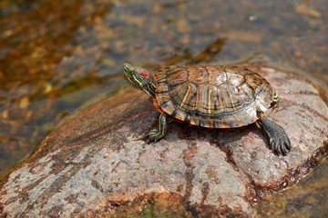 Freshwater turtle on the stone./Turtle basking in the sun.