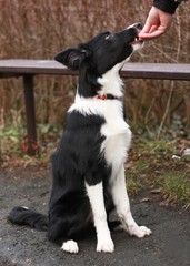 Black and white Border Collie puppy