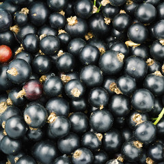 Black ripe currant berry top view, fruit background.