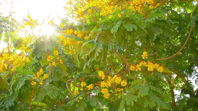 Video 1920X1080 - Yellow Flame Tree, with its beautiful, bold, yellow blooms, sways and flutters in a moderate breeze, as rays of sunlight beam through its branches in Thailand.