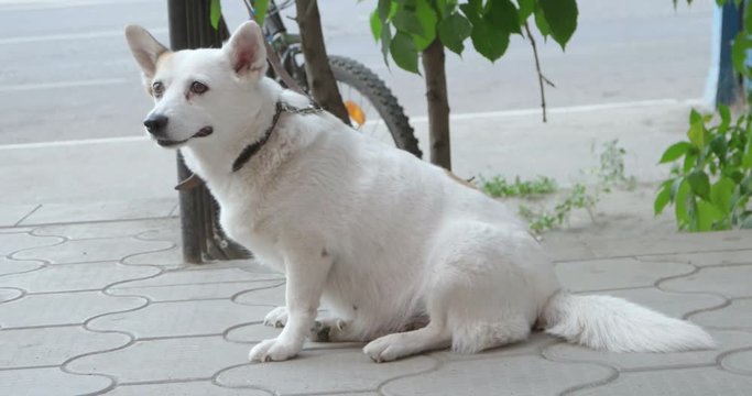 White Dog In Collar Wait