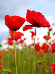 Obraz premium Maki na tle niebieskiego nieba.