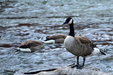 Canada Goose