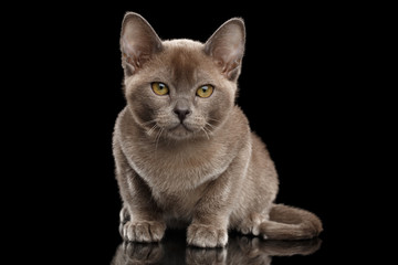 Cute Little Burma Kitten Sitting and Looking in Camera on Isolated Black Background, Front view