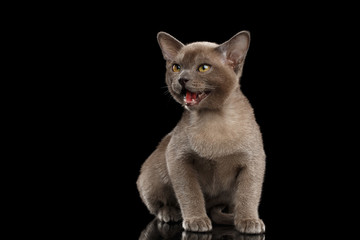 Cute Little Burma Kitten Sitting and Meowing on Isolated Black Background, Front view, Opened mouth cat, asks for help