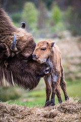 Bison Calf groomed
