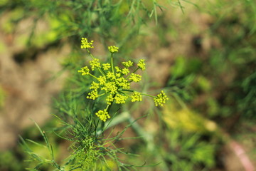 Куст укропа на летнем огороде