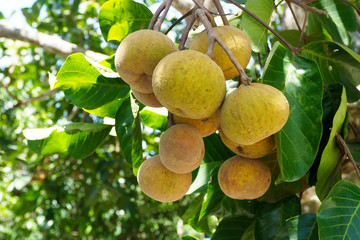 Santol fruit on tree at garden.